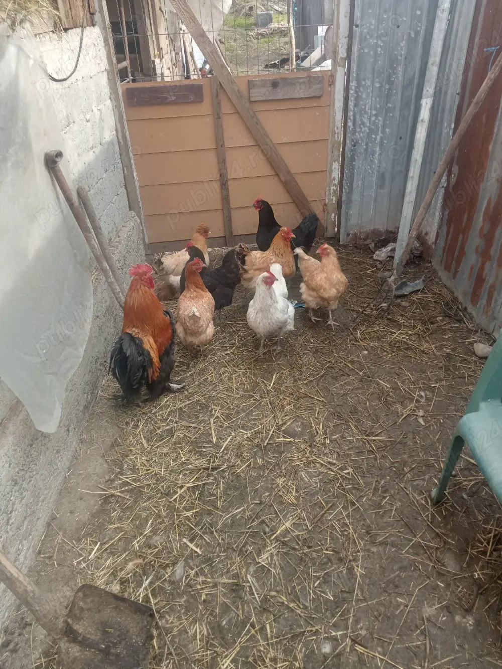 vând șapte găini și un cocoș și cinci rațe și doi rățoi 