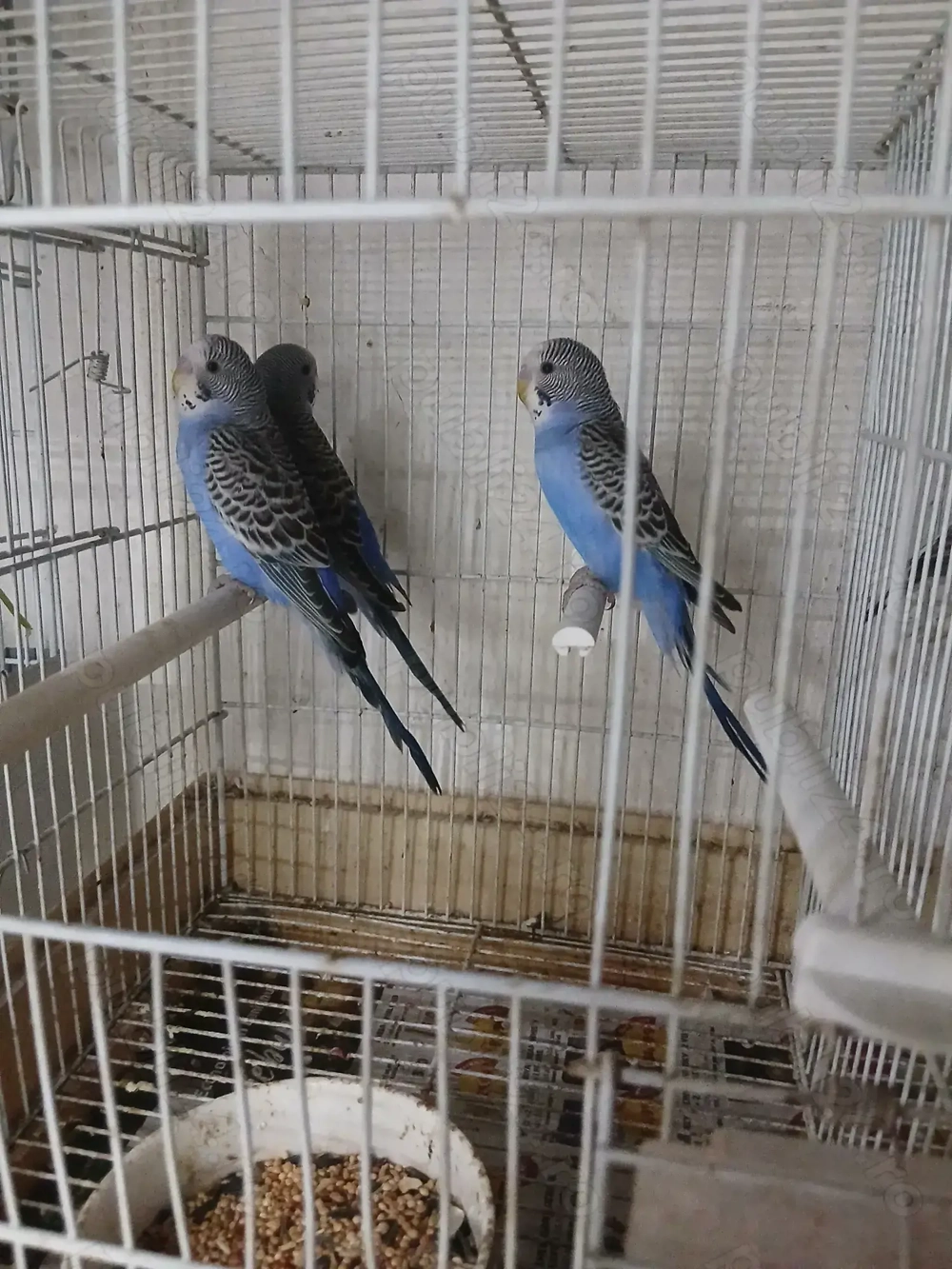 Vând papagali perusi 