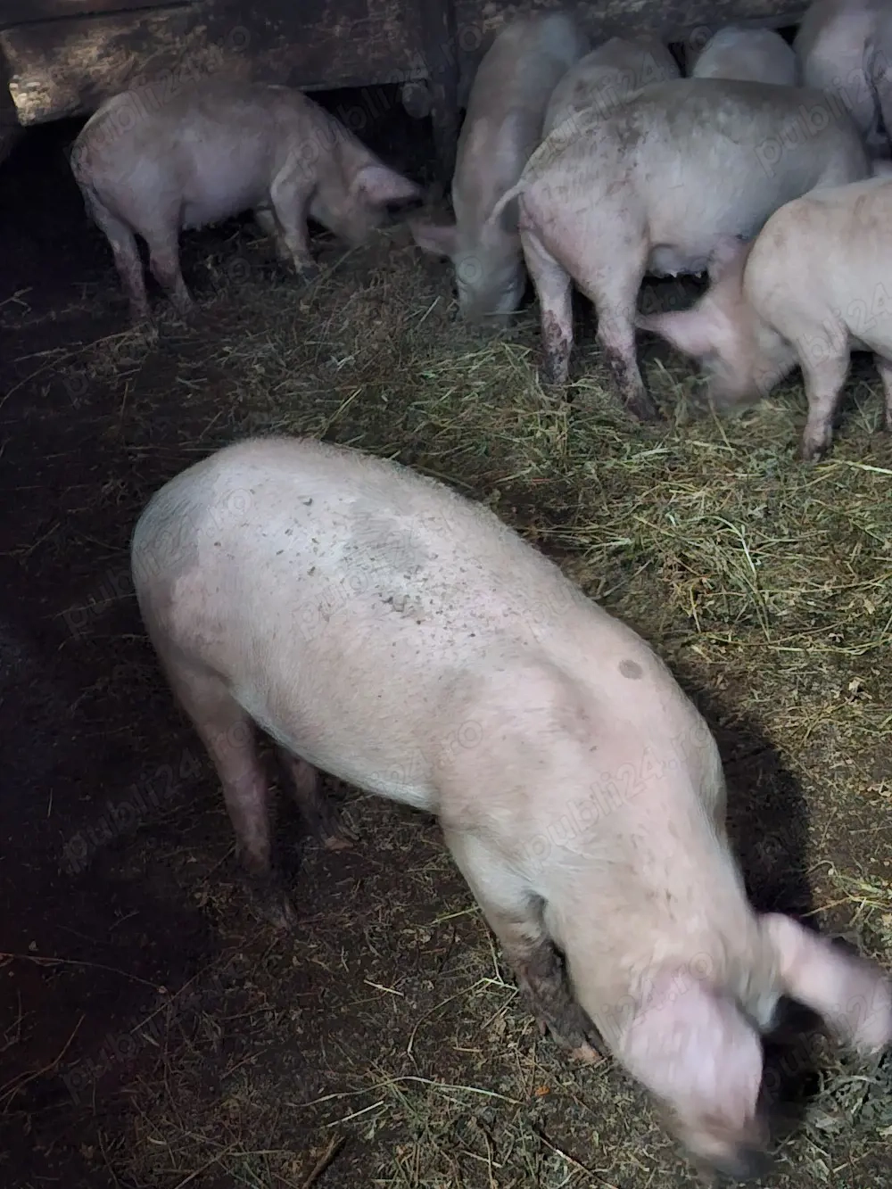 vand purcei crescuti bio