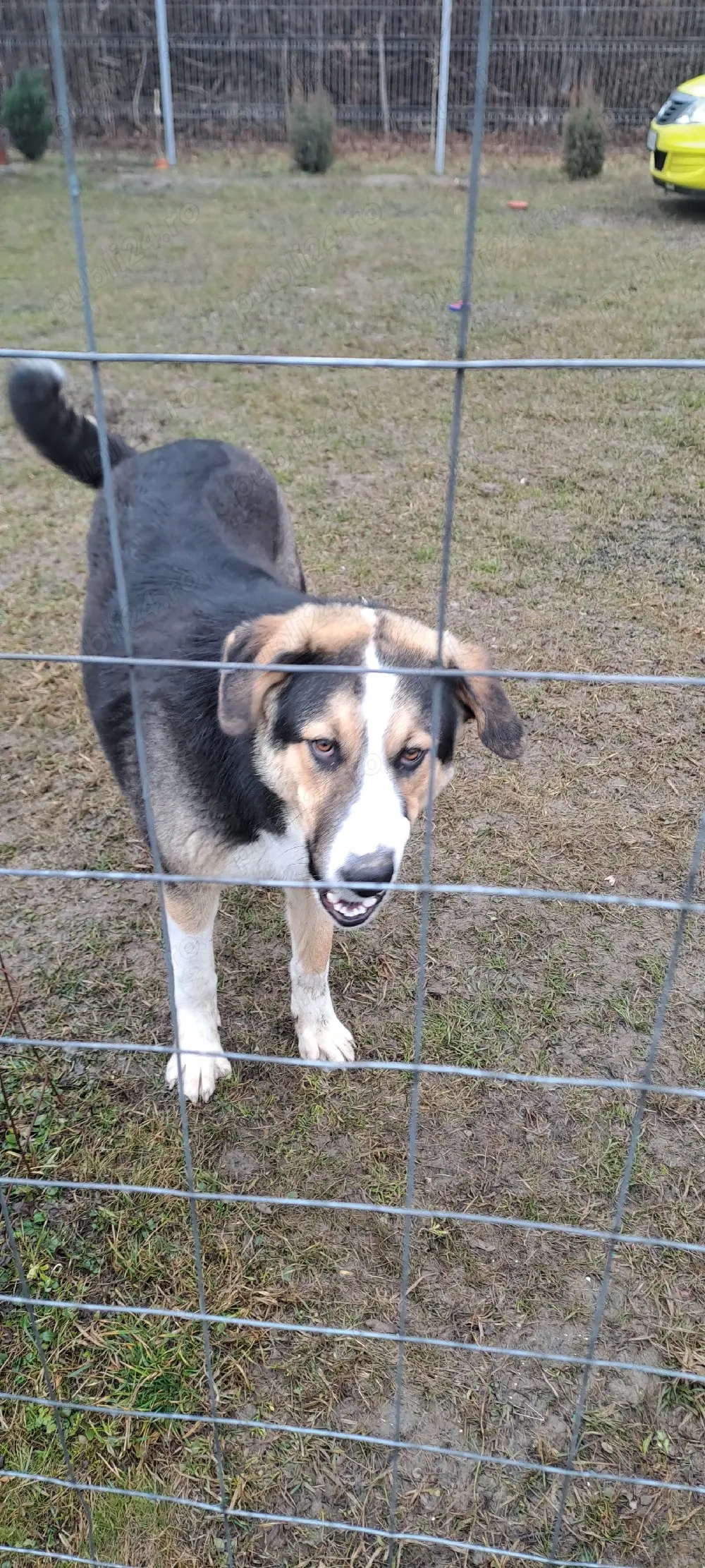 Donez Ciobanesc Australian