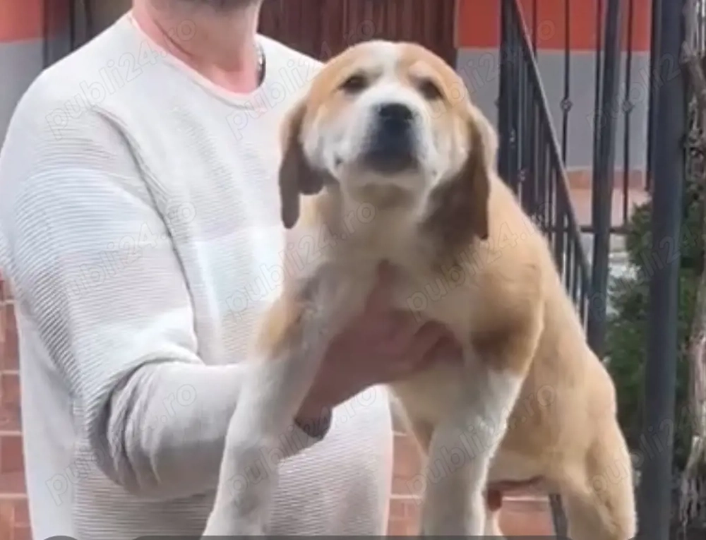 Ciobanesc asia centrala 