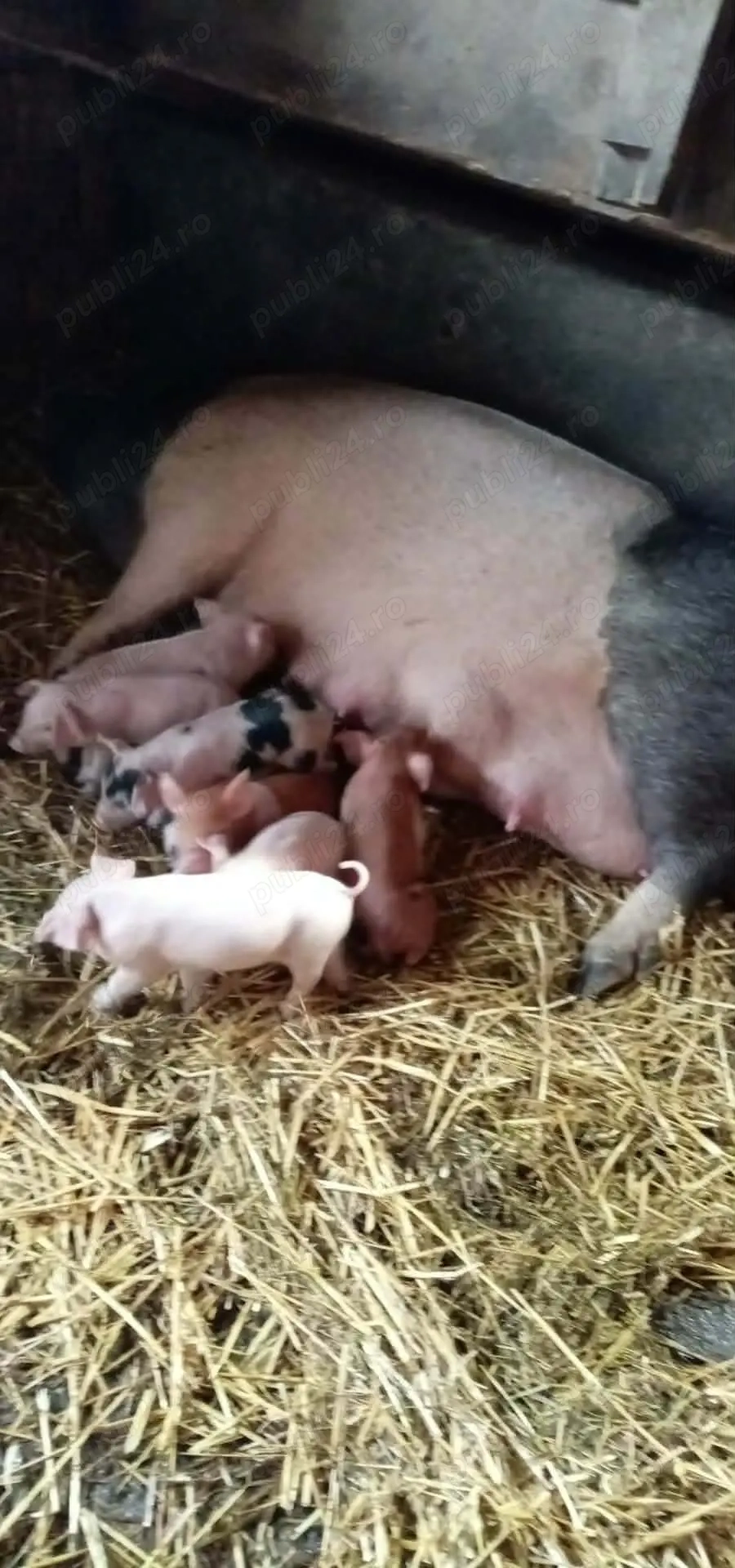 Scroafe cu purcei de vânzare 