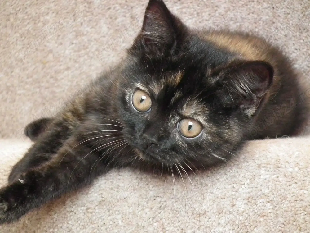 british tortie