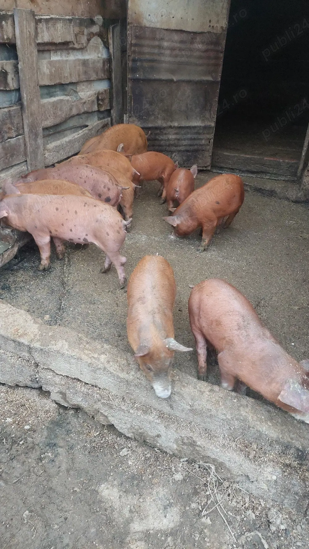 Purcei duroc cu petrean