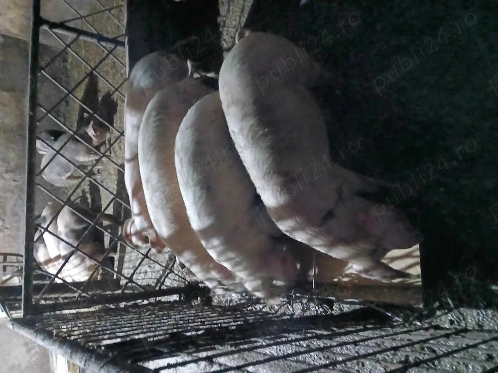 Soldani Bistrita-Nasaud  