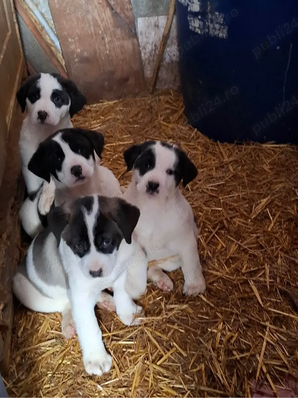 Asia Centrala Alabai