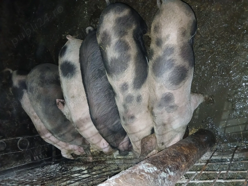 Soldani Bistrita-Nasaud  