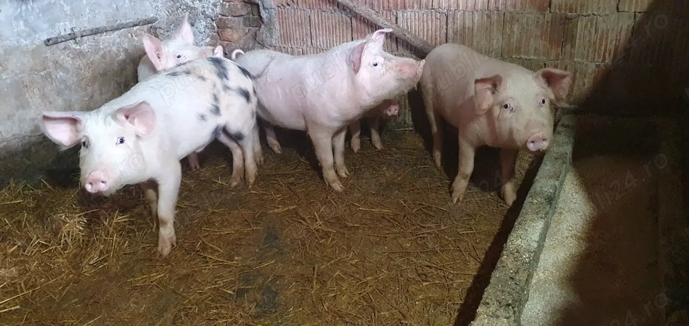 Purcei  de vanzare !