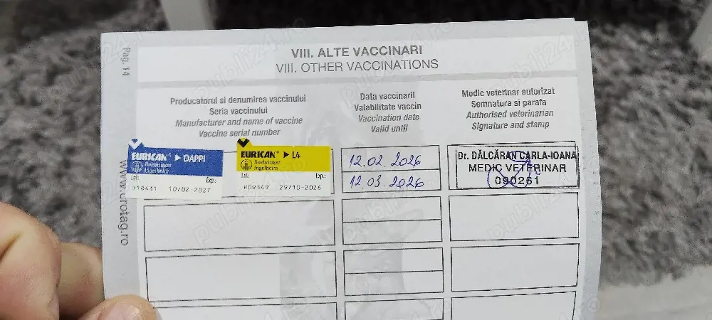 bichon maltez mini toy