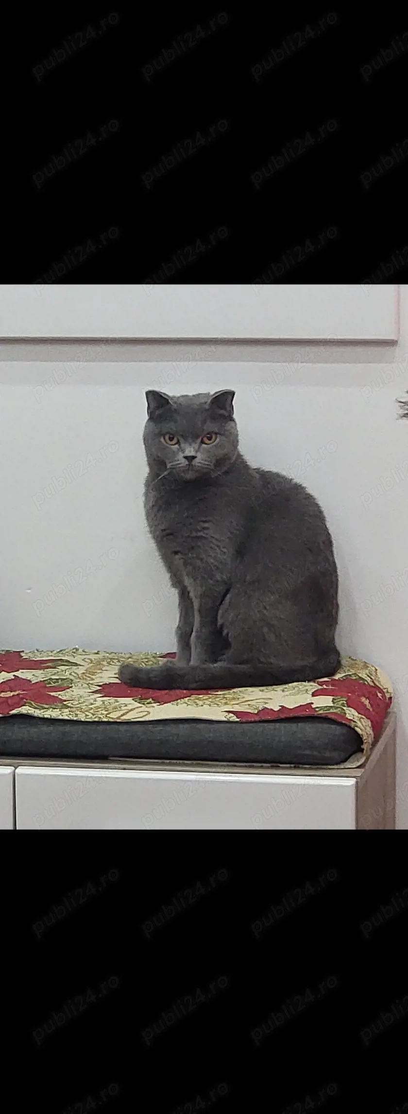 Scottish fold blue fetiță