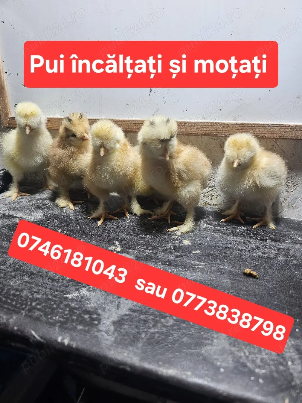 pui moțați si încălțați 