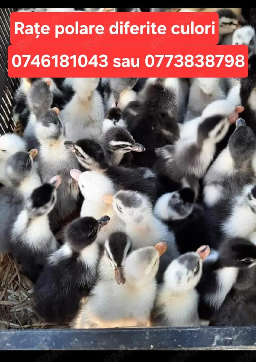 rate polare diferite culori