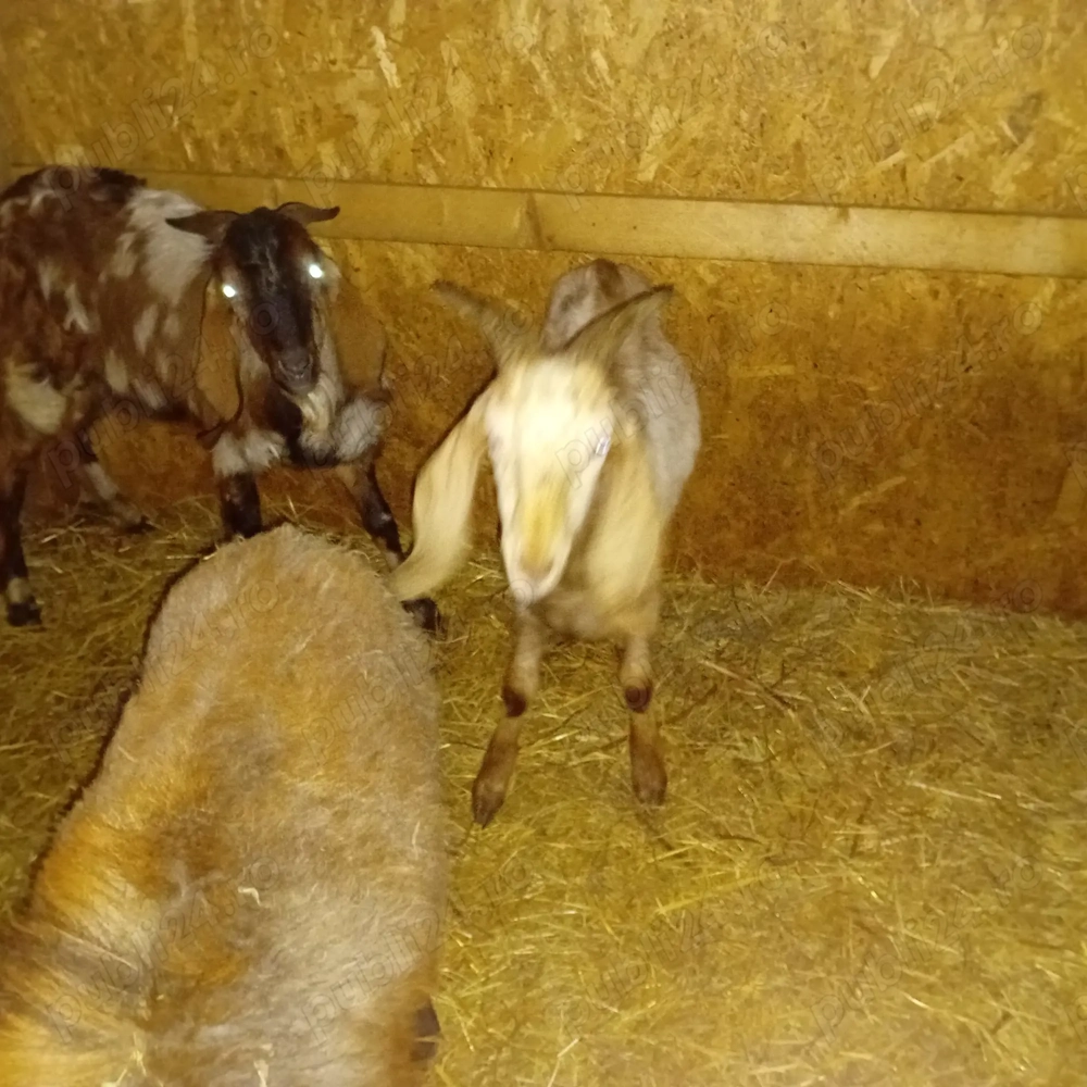 Vând iezi anglo nubieni,țap anglo nubian și berbeac camerun