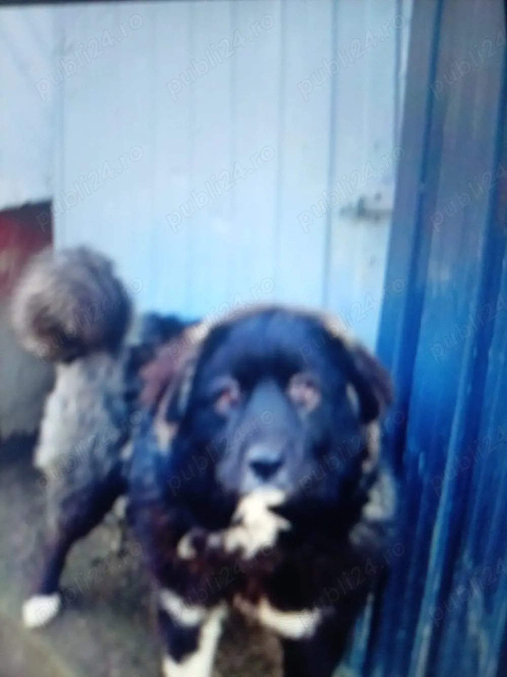 Vind cățelușă de rasă Ciobanesc. 