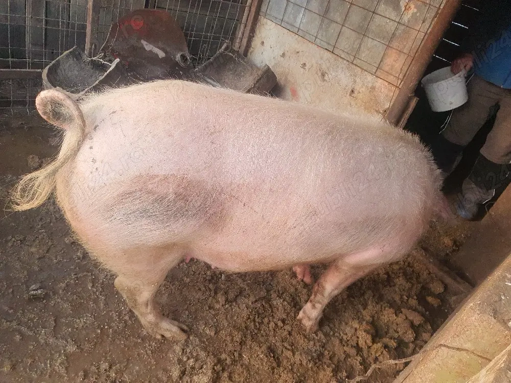 porc de vanzare