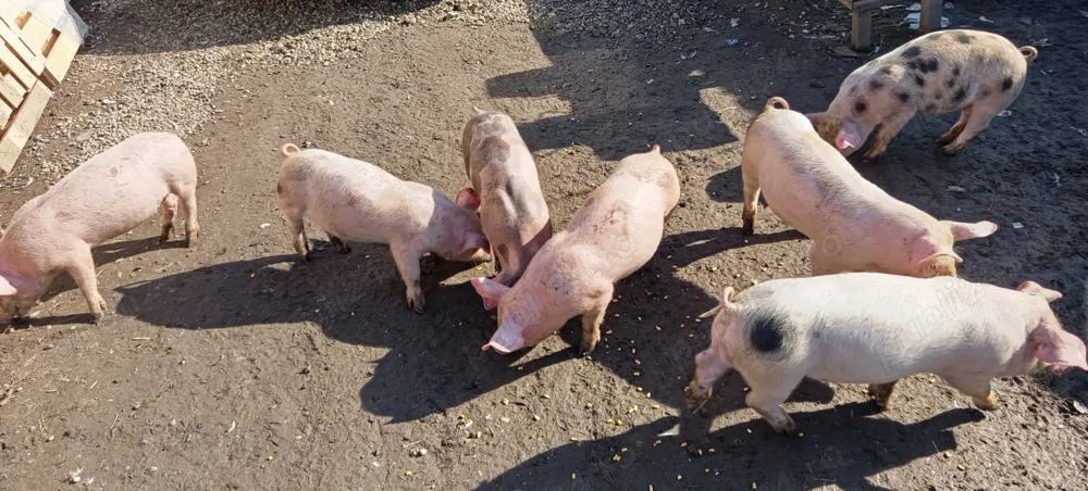 Purcei de 2 luni, frumosi si grasani