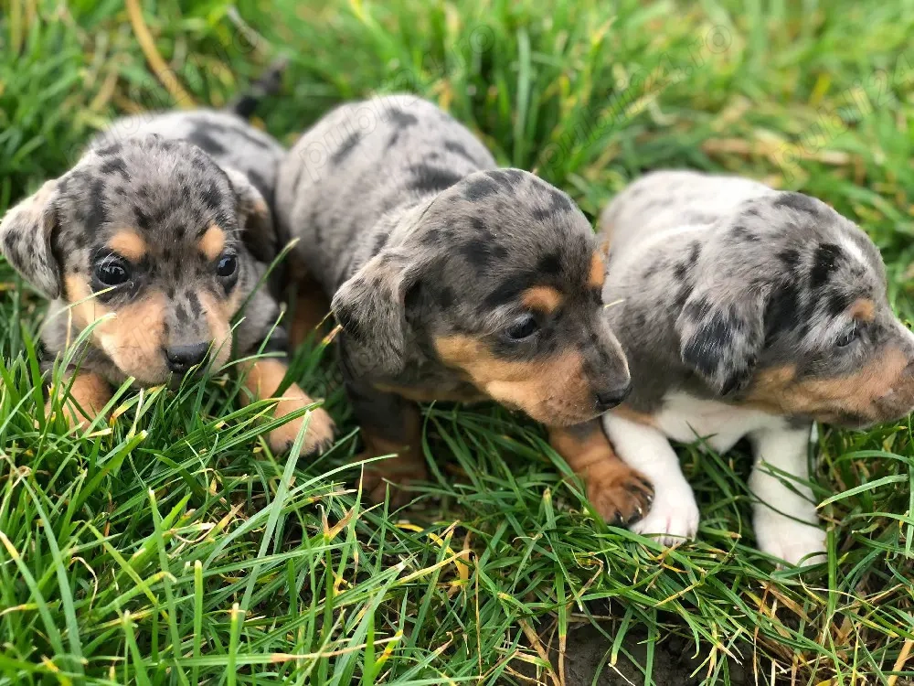 teckeli Arlechini fetite si baieti 