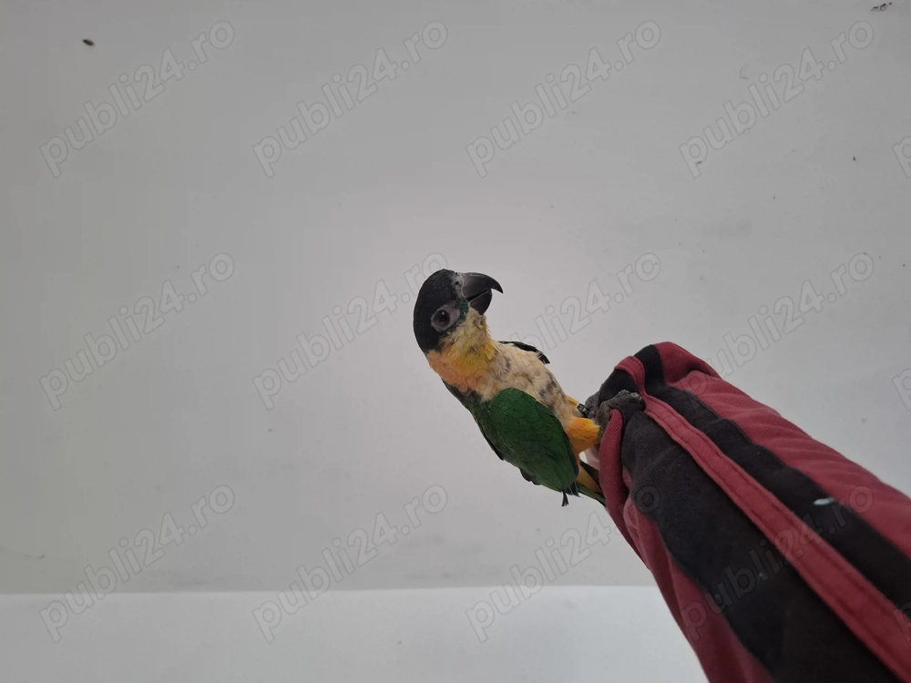 Mascul caique blând 