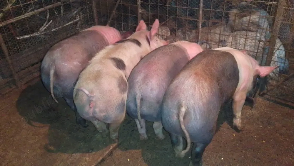 porci de vanzare 