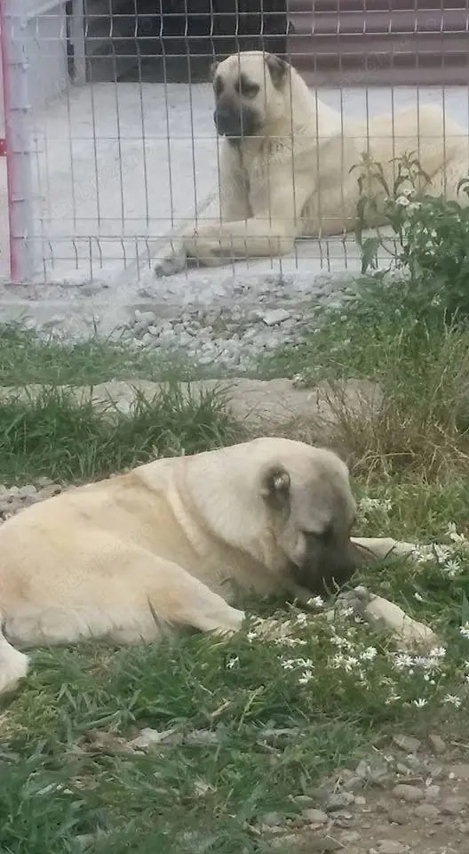 femela de sivas kangal și Mastiff Tibetan pedigree 