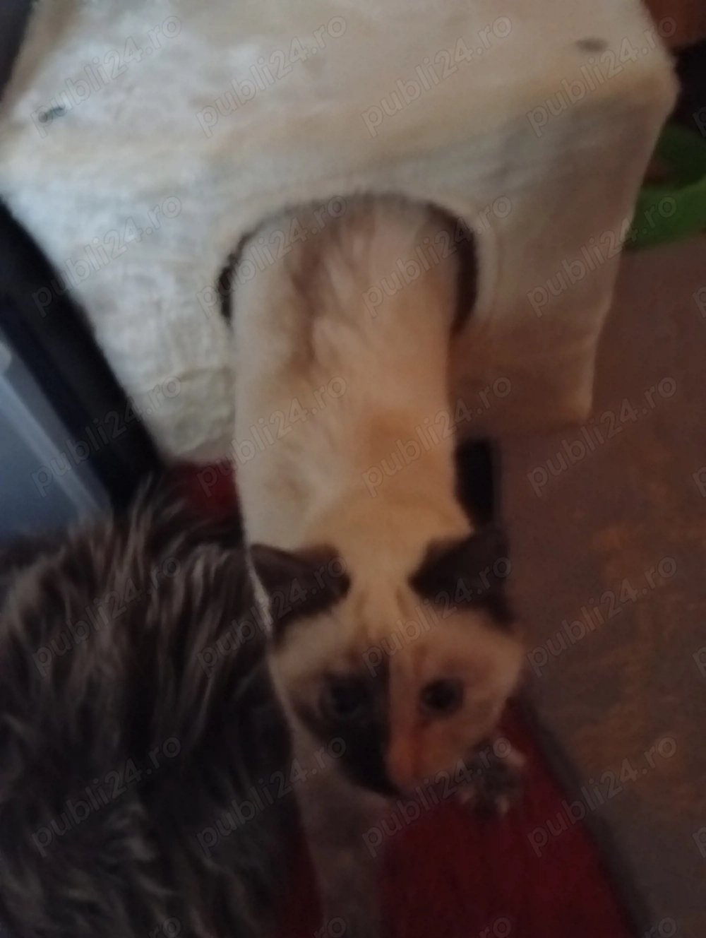 Vind pui de pisică Birmaneză 