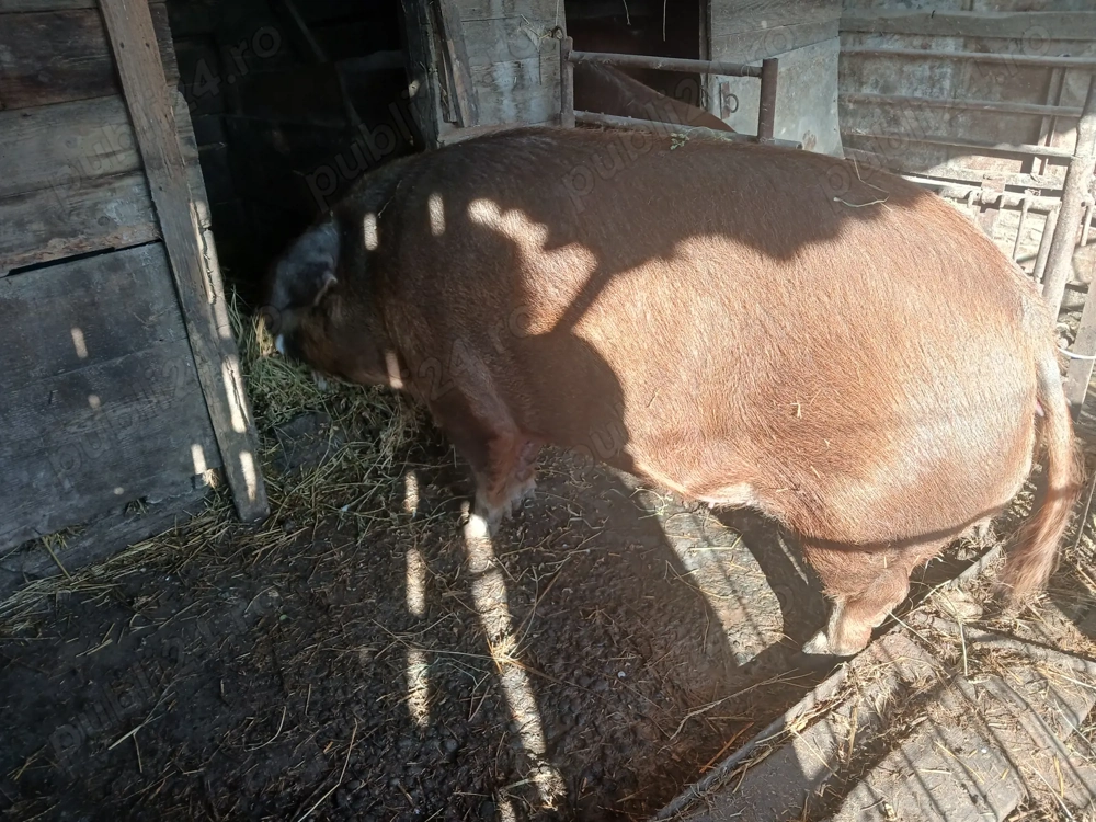 Scrofa duroc 