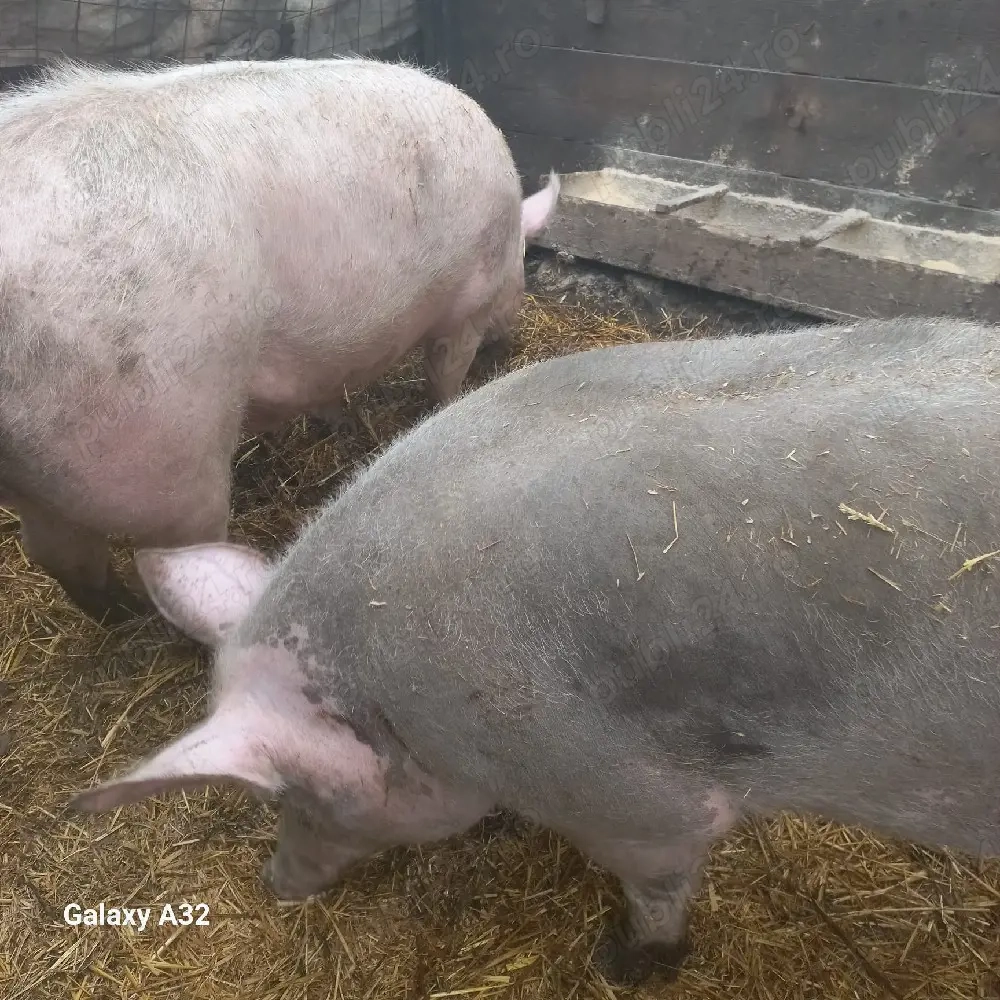 Porci de vânzare 