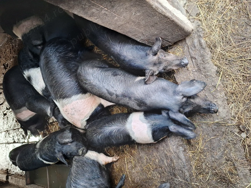 Soldani bazna de vânzare.