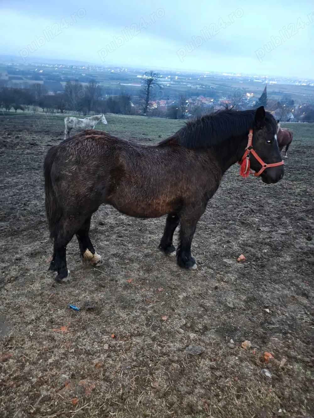 Vând mânză de 8 luni