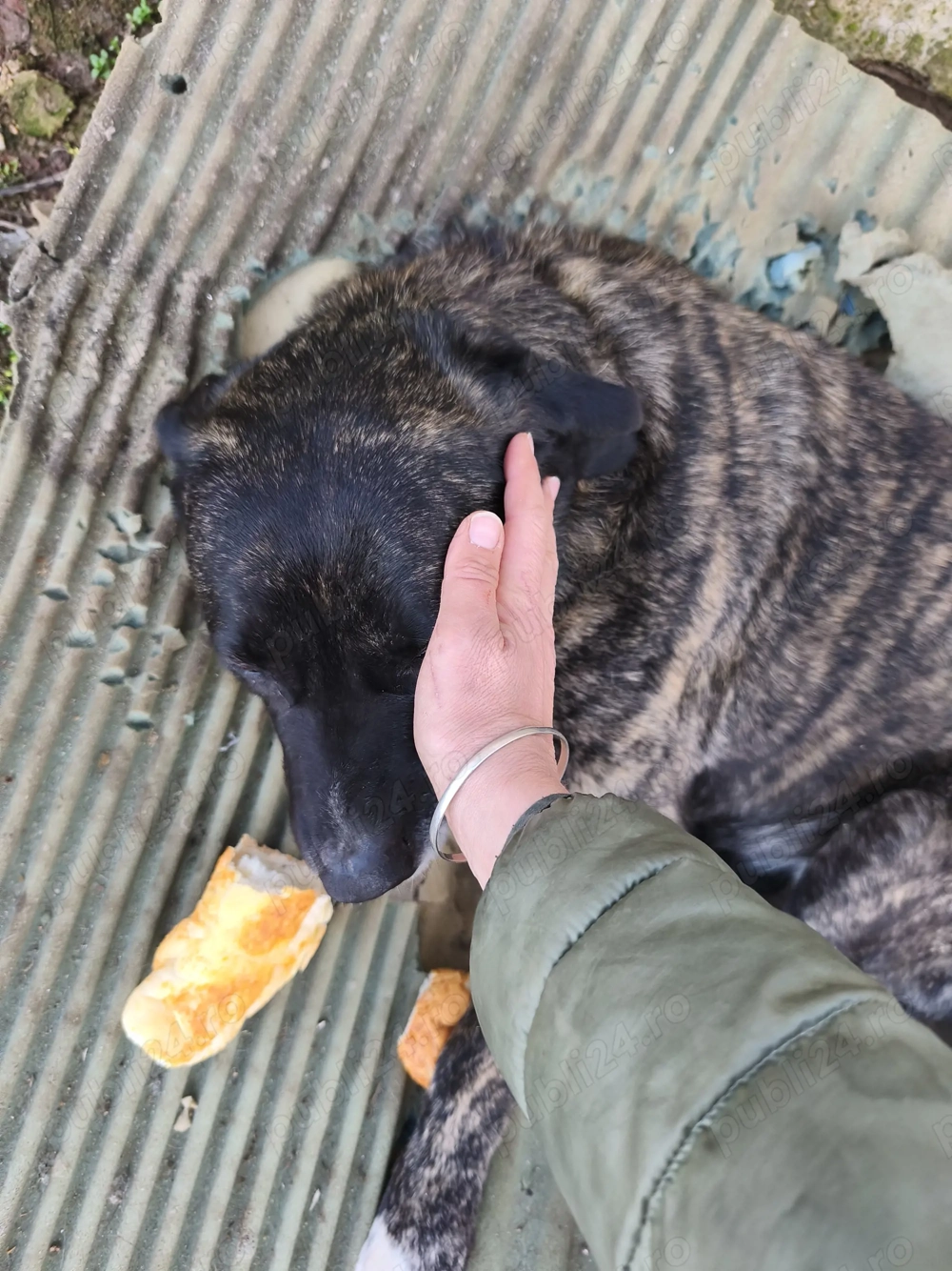 Cățelușa sterilizata abandonată spre ADOPTIE