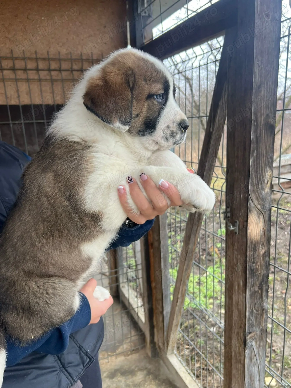 Vand femela ciobanesc asia centrala