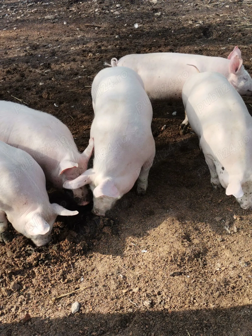 Grăsuni de vânzare 