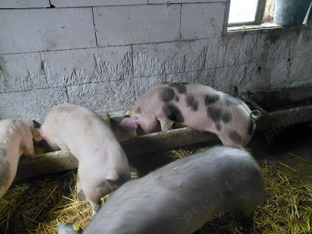 Scrofite pt reproducere disp