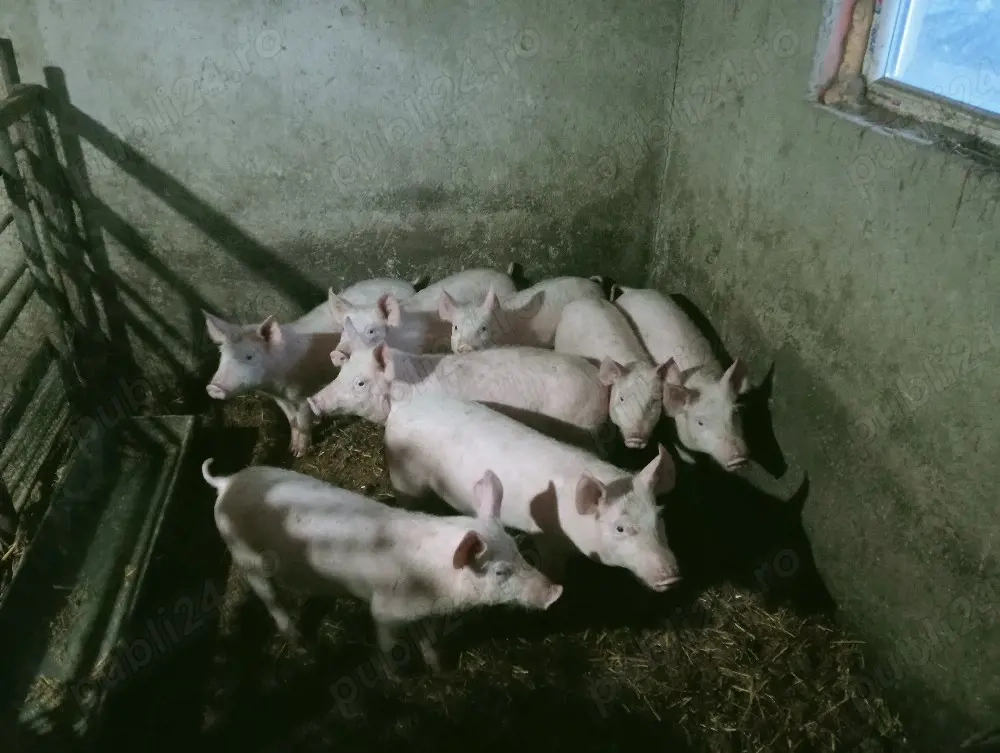 Vând purceii mai multe detalii la nr de telefon:  