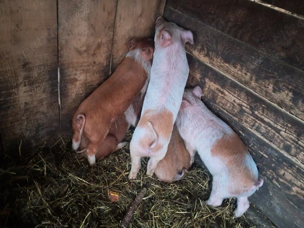 purceluși disponibili