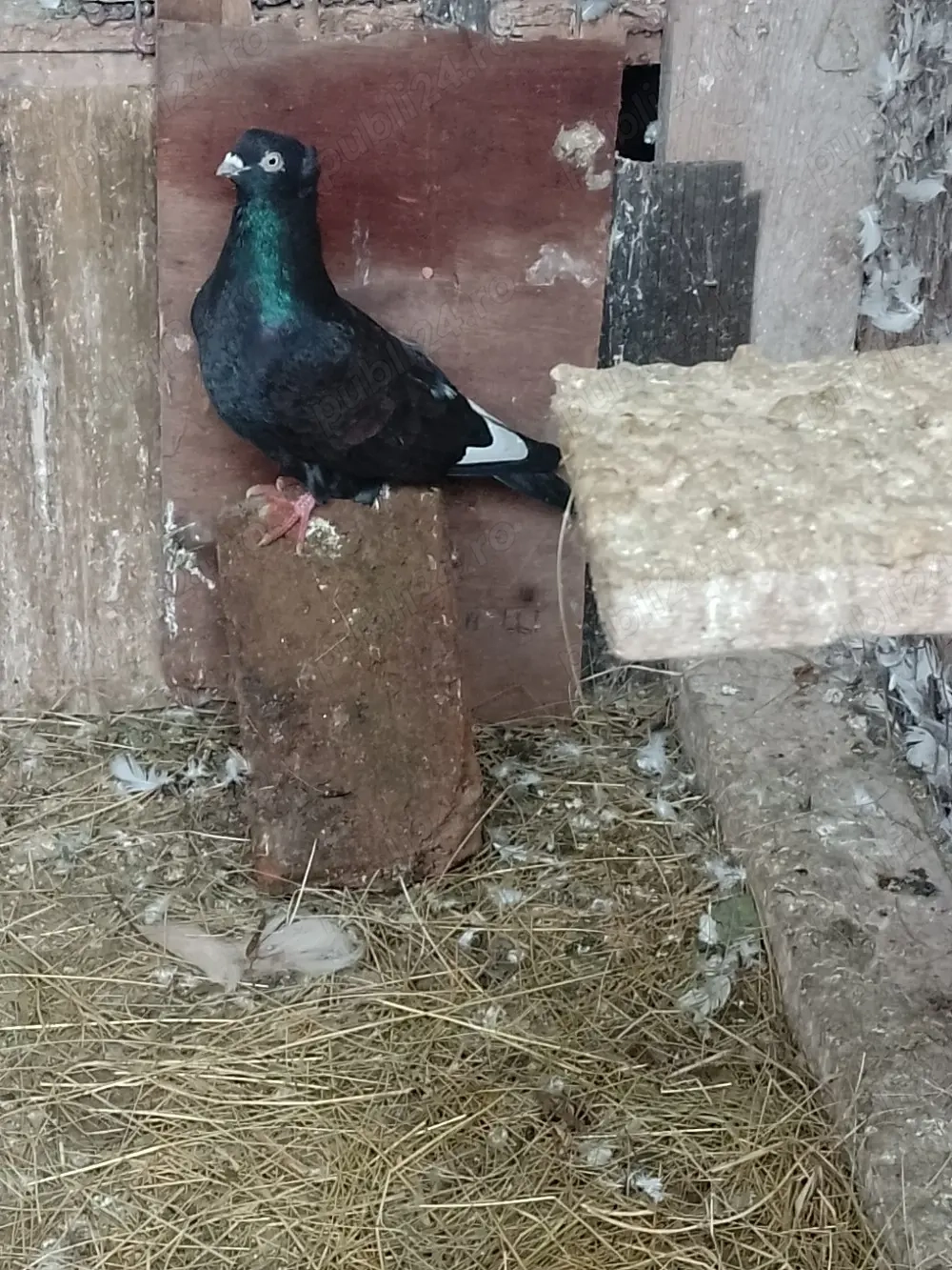 De vanzare porumbei jucatori