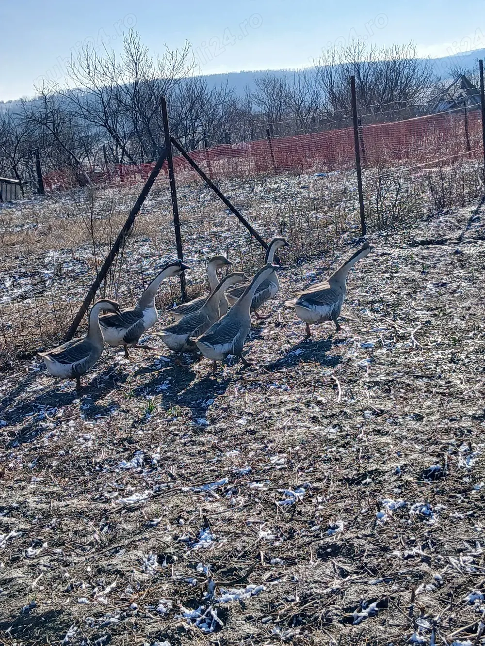 Vând gaste americane 