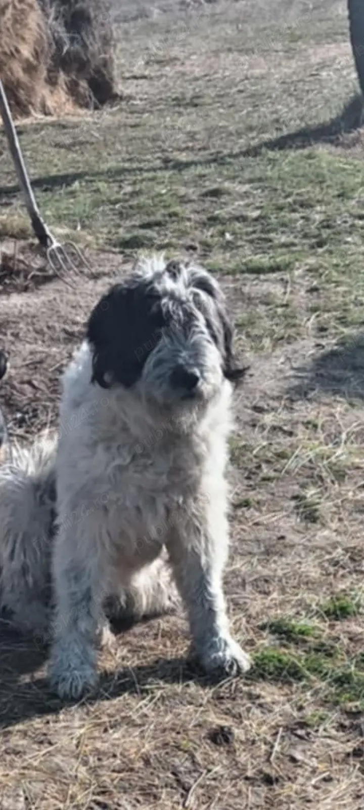 Schimb mascul mioritic 