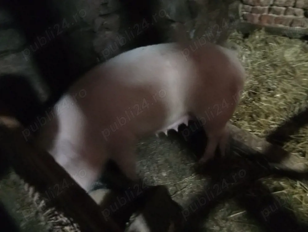 vind sau schimb cu capre 