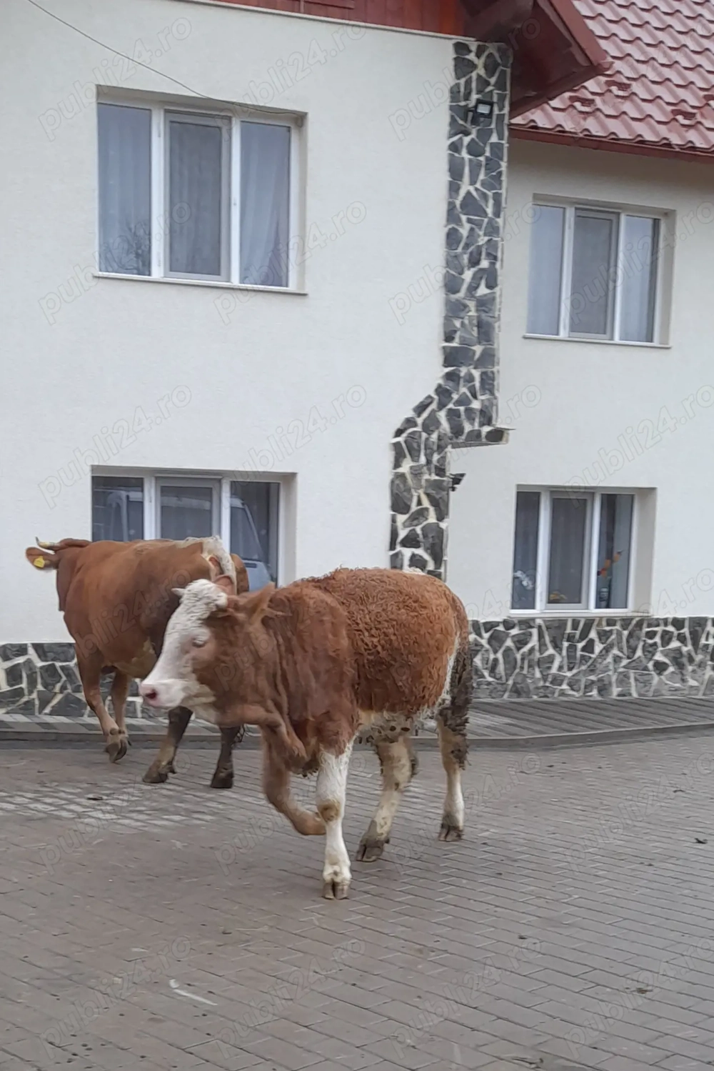 Vând junincă 1 an 4 luni