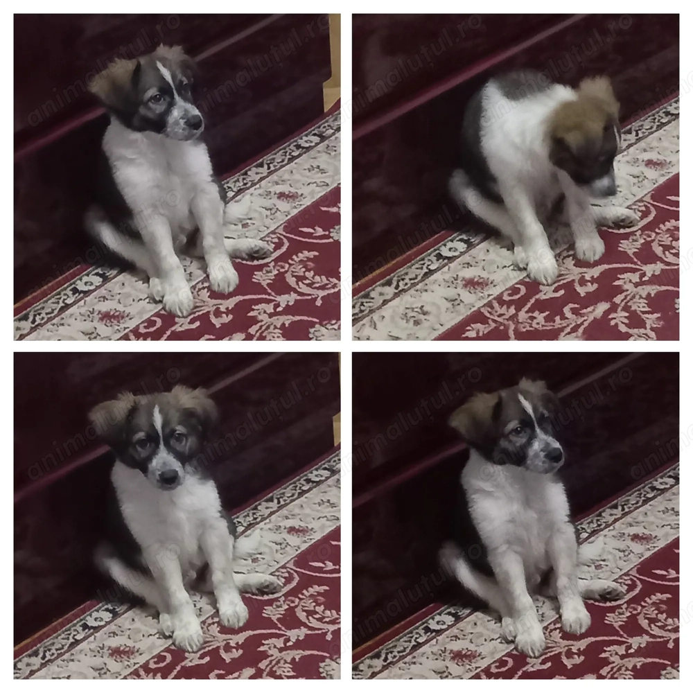 Adopție responsabilă   pui mascul, talie medie, București