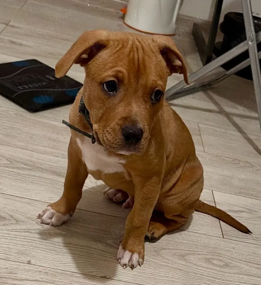 mascul amstaff in varsta de 2 luni 