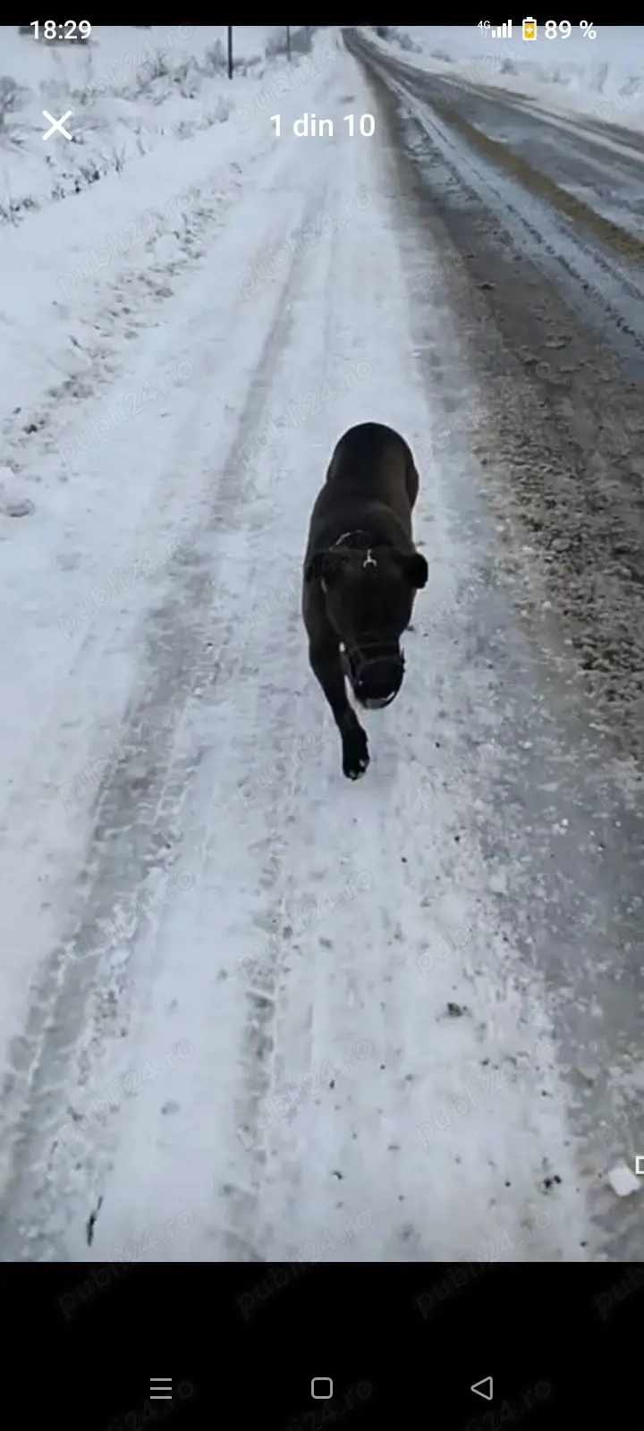 vănd o cățălușă de Amstaf urgent 