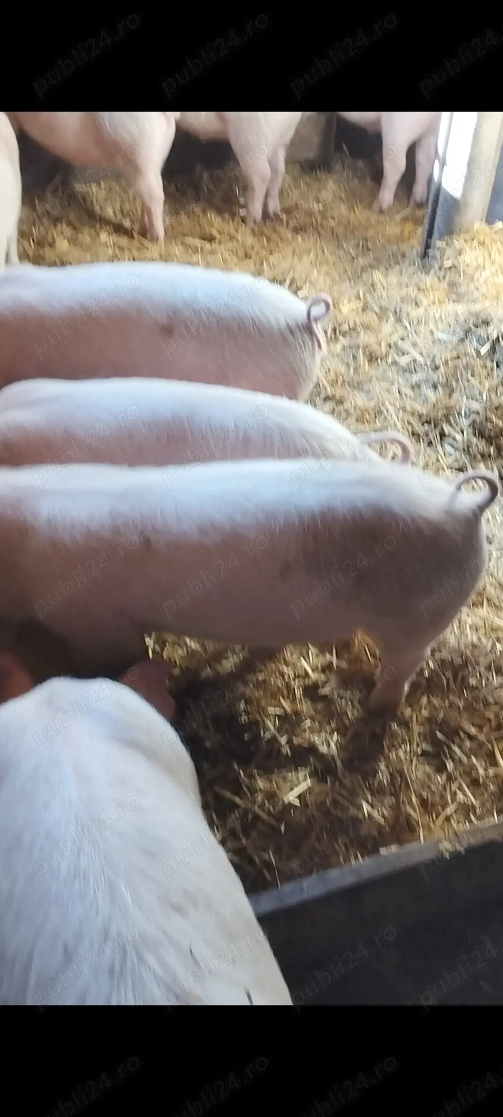 Vând șoldani 40 kg 