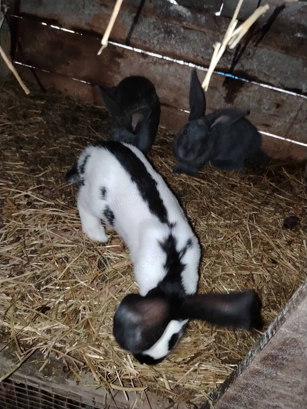 Tineret Fluture german 