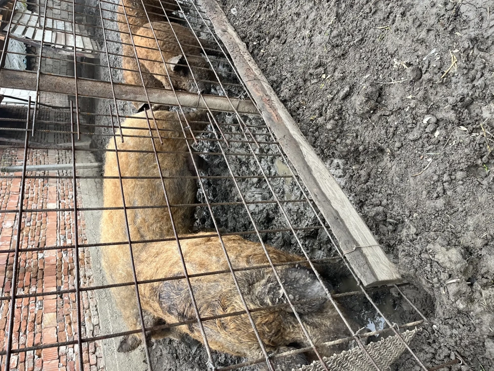 Mangalita Rosu Somon