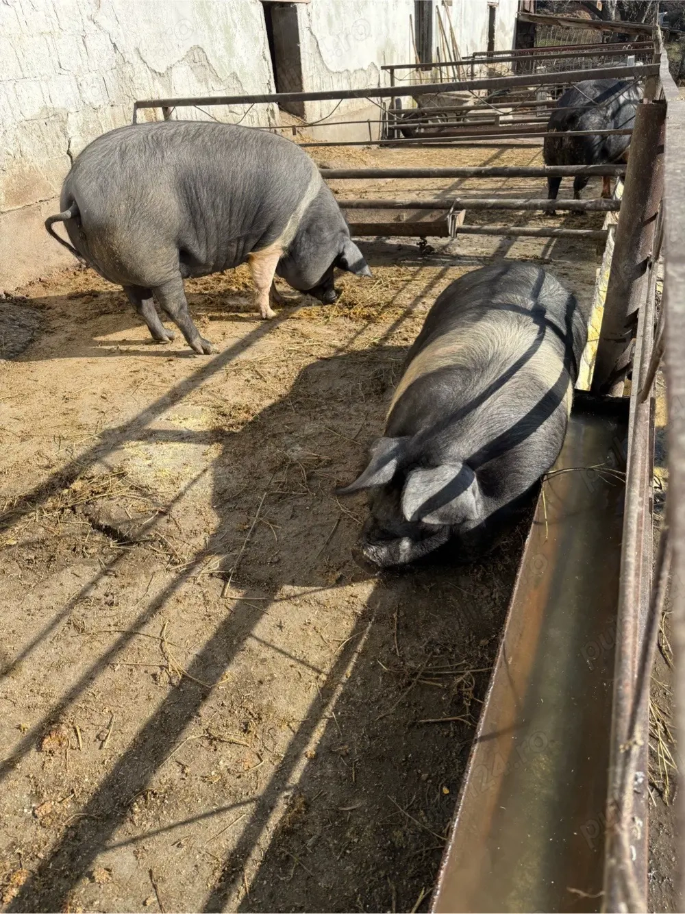 purcici pentru sacrificat 