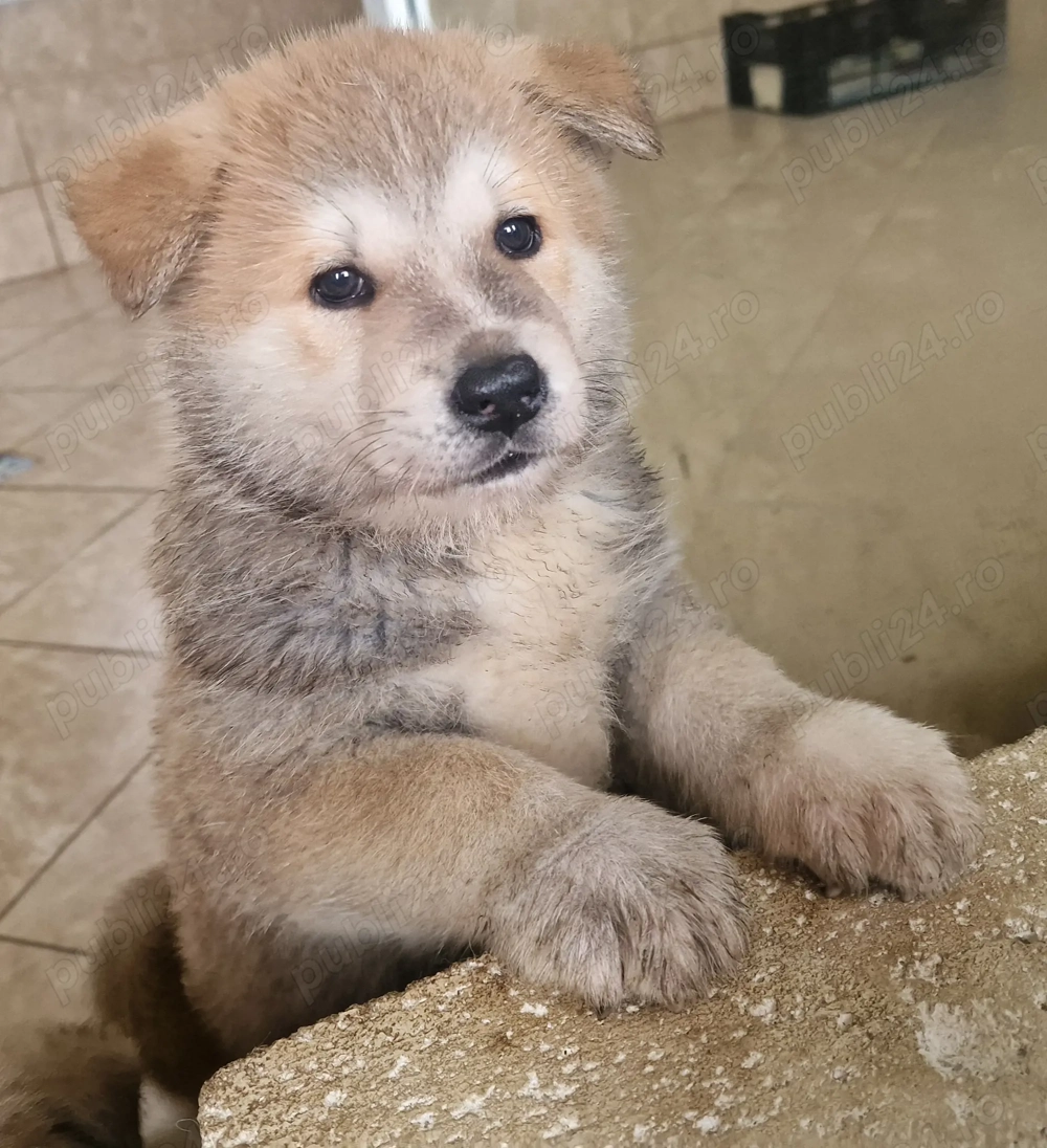 Akita inu superbi isi cauta stăpâni iubitori!
