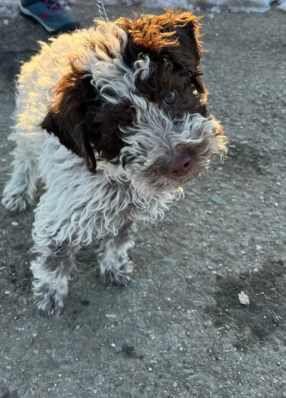 Femelă Lagotto Romagnolo