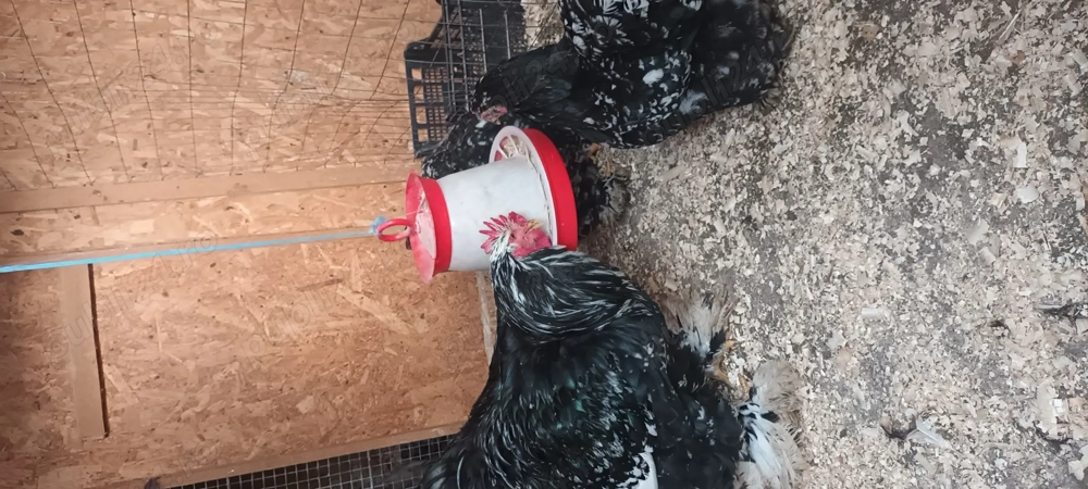 Ouă cochinchina bobat 